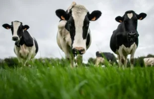 Humano é infectado com gripe aviária a partir de gado leiteiro nos EUA