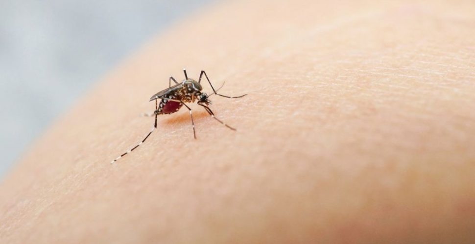Mortes recentes na região estão sendo investigadas como suspeitas de dengue