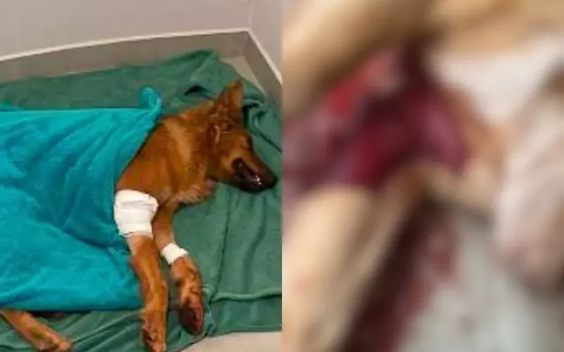 Cão é encontrado morto a facadas em Braço do Norte, e voluntários denunciam caso à polícia