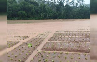 Com chuvas na Grande Florianópolis, preço das hortaliças vai aumentar