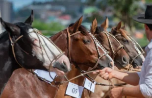 São Ludgero recebe a primeira Exposição Passaporte do Cavalo Crioulo