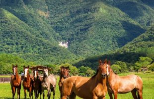 Cabanha Bella Serra prepara primeiro leilão virtual de cavalos da raça crioulo