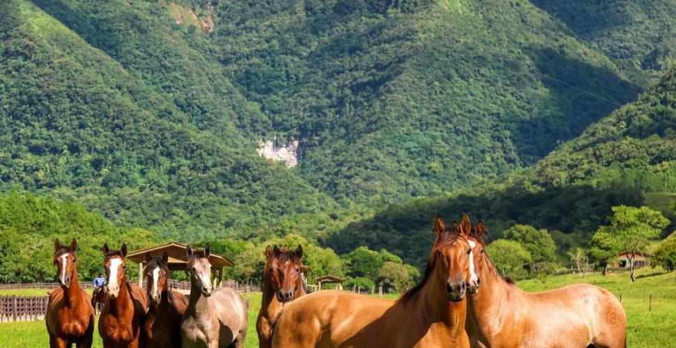 Cabanha Bella Serra prepara primeiro leilão virtual de cavalos da raça crioulo