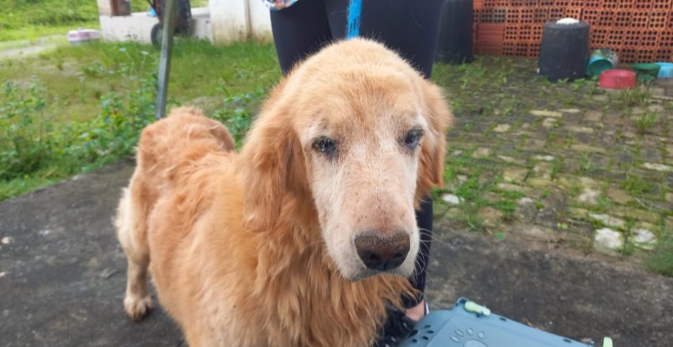 Animais resgatados em Treviso estão disponíveis para lares temporários; veja como participar
