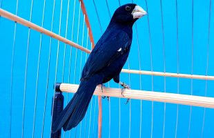 Santa Catarina reforça medidas de biosseguridade em eventos com aglomeração de aves