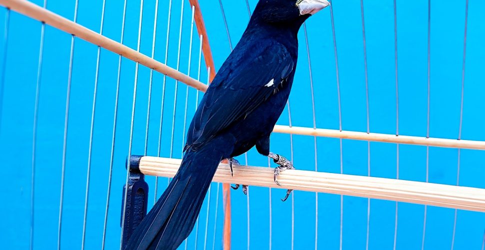 Santa Catarina reforça medidas de biosseguridade em eventos com aglomeração de aves