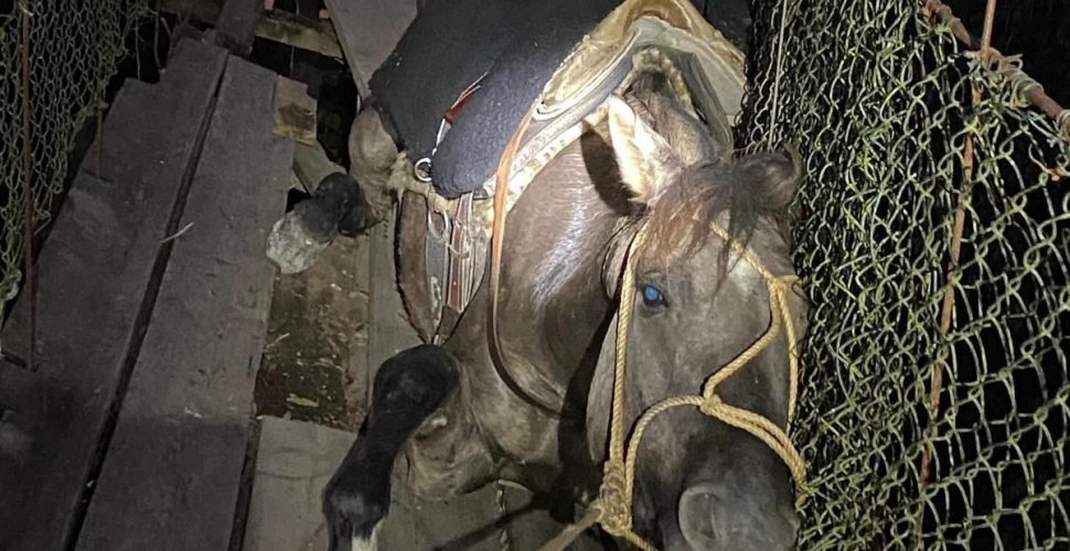 Cavalo fica preso em ponte pênsil de Lauro Müller após estrutura de tábuas romper