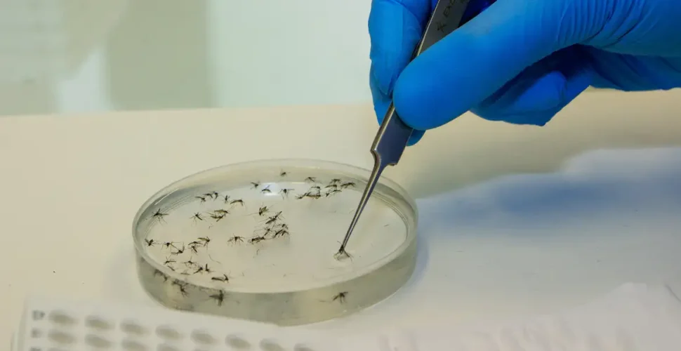Brasil vai ampliar uso da bactéria wolbachia no combate à dengue