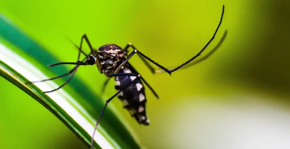 Brasil se aproxima de 6 milhões de casos e 4 mil mortes por dengue