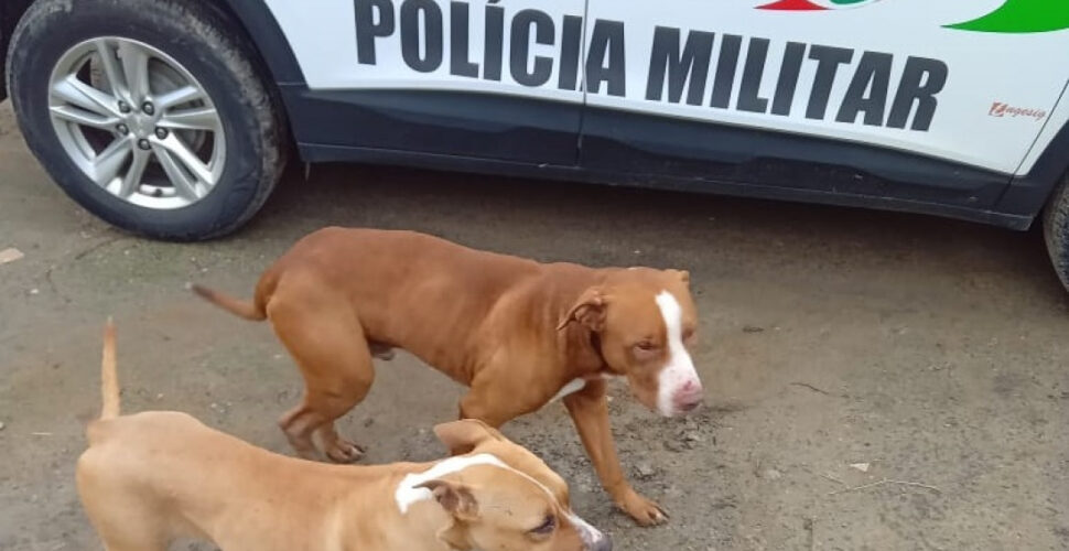 Pitbulls atacam cão e matam 21 galinhas em Laguna