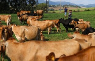 Programa Leite Bom: Governo do Estado inicia pagamento de projetos que fortalecem a cadeia produtiva