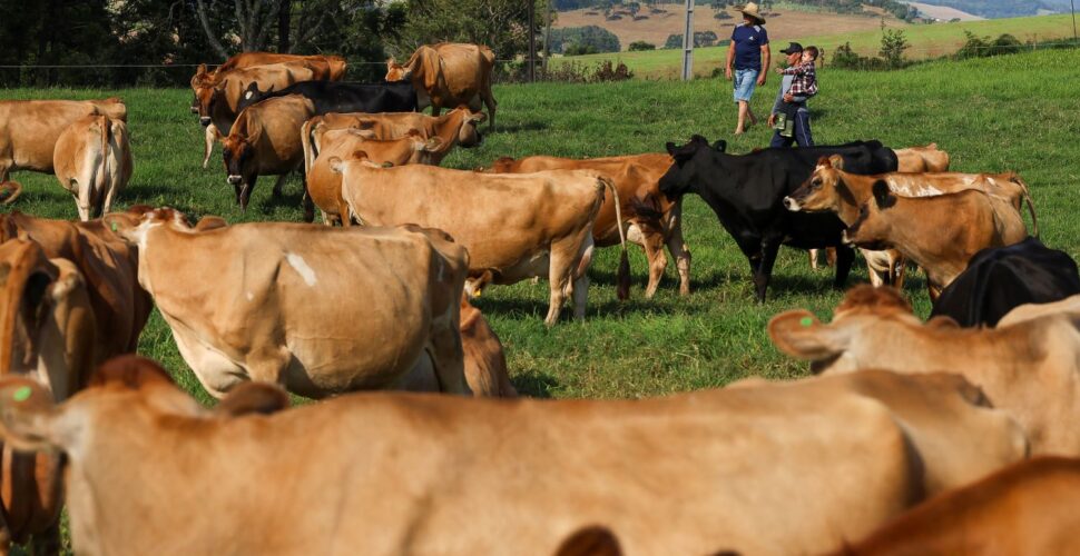 Programa Leite Bom: Governo do Estado inicia pagamento de projetos que fortalecem a cadeia produtiva