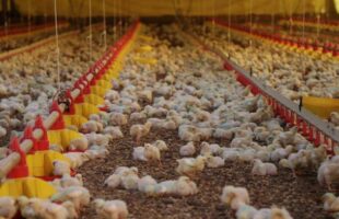 Secretaria de Estado da Agricultura e Pecuária emite Nota Técnica com recomendações para reforçar medidas de biosseguridade em granjas avícolas