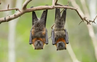 Campanha de conscientização quer acabar com má fama do morcego no Brasil