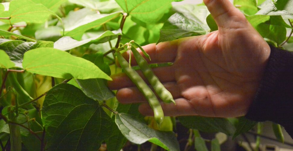 Das cinzas do carvão mineral, uma oportunidade para a agricultura