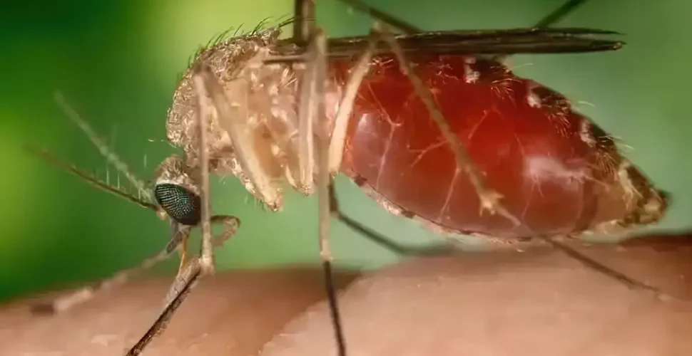 Opas eleva risco de febre do Oropouche nas Américas para alto