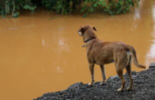 Santa Catarina terá maior programa de castração de animais da história