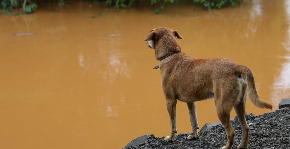 Santa Catarina terá maior programa de castração de animais da história