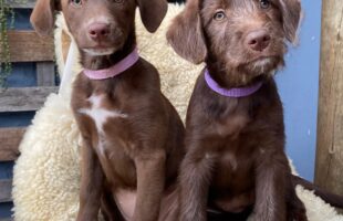 Treviso: Funtrev realiza mais um mutirão de castração de cães e gatos