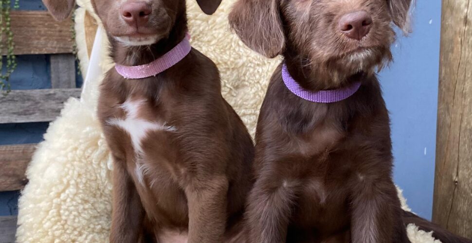 Treviso: Funtrev realiza mais um mutirão de castração de cães e gatos