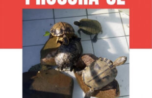 Tartarugas são furtadas de creche e funcionários tentam recuperar animais