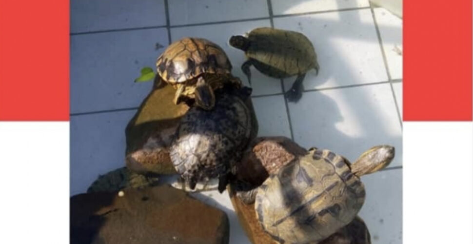 Tartarugas são furtadas de creche e funcionários tentam recuperar animais