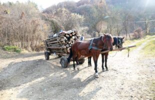 Projeto na Alesc prevê proibição de veículos de tração animal