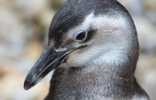 Pecuarista é condenado a 3 anos de prisão por matar mais de 100 pinguins