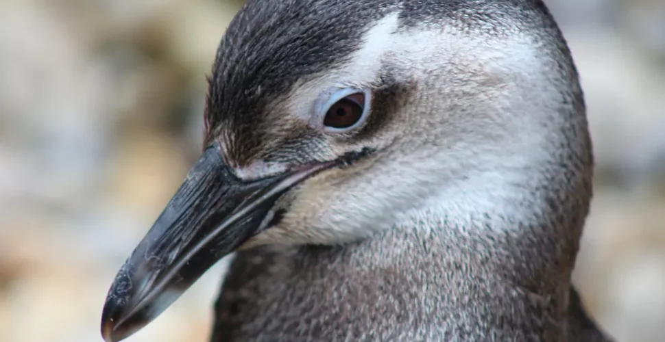 Pecuarista é condenado a 3 anos de prisão por matar mais de 100 pinguins