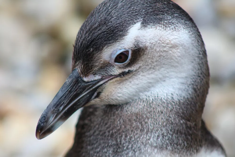 Pecuarista é condenado a 3 anos de prisão por matar mais de 100 pinguins