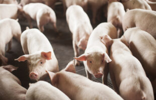 SC exporta 68 mil toneladas de carne suína em outubro e alcança o segundo melhor desempenho da série histórica