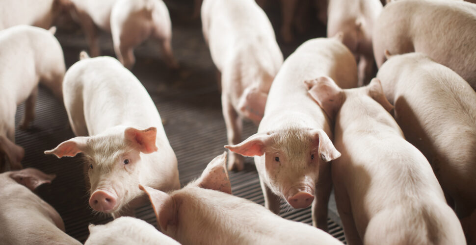 SC exporta 68 mil toneladas de carne suína em outubro e alcança o segundo melhor desempenho da série histórica