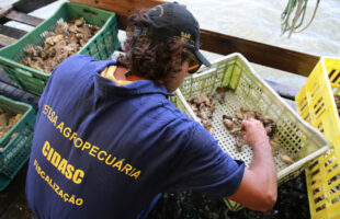 Moradores têm mal-estar após consumir marisco e Cidasc emite alerta