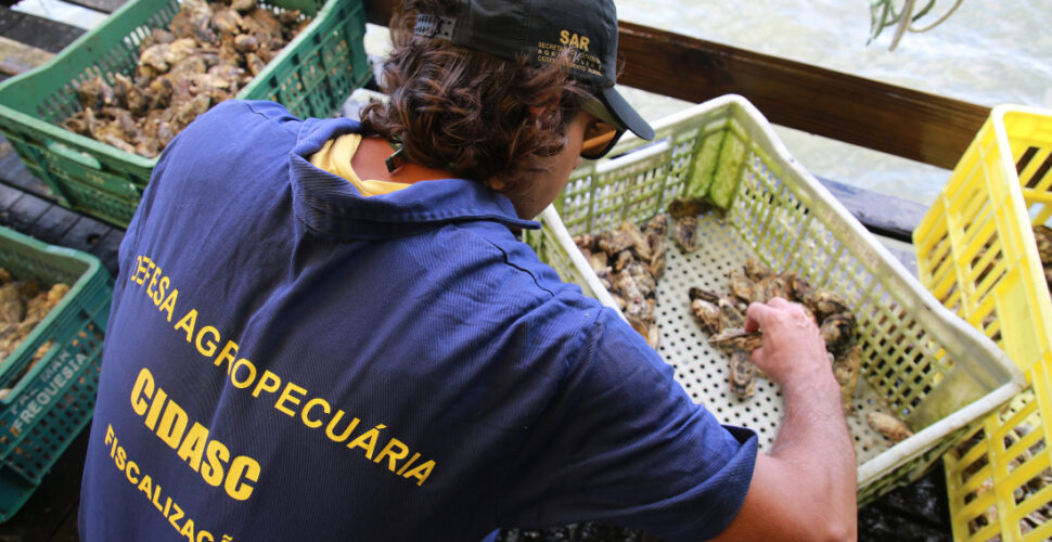 Moradores têm mal-estar após consumir marisco e Cidasc emite alerta