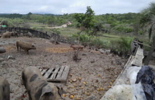 Operação flagra criação de suínos e bovinos em Área de Preservação Permanente