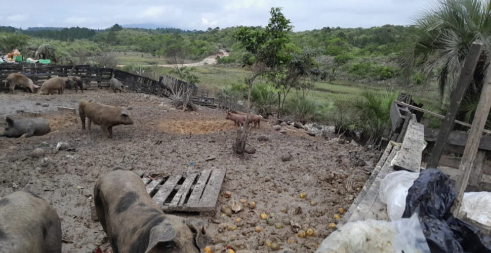 Operação flagra criação de suínos e bovinos em Área de Preservação Permanente