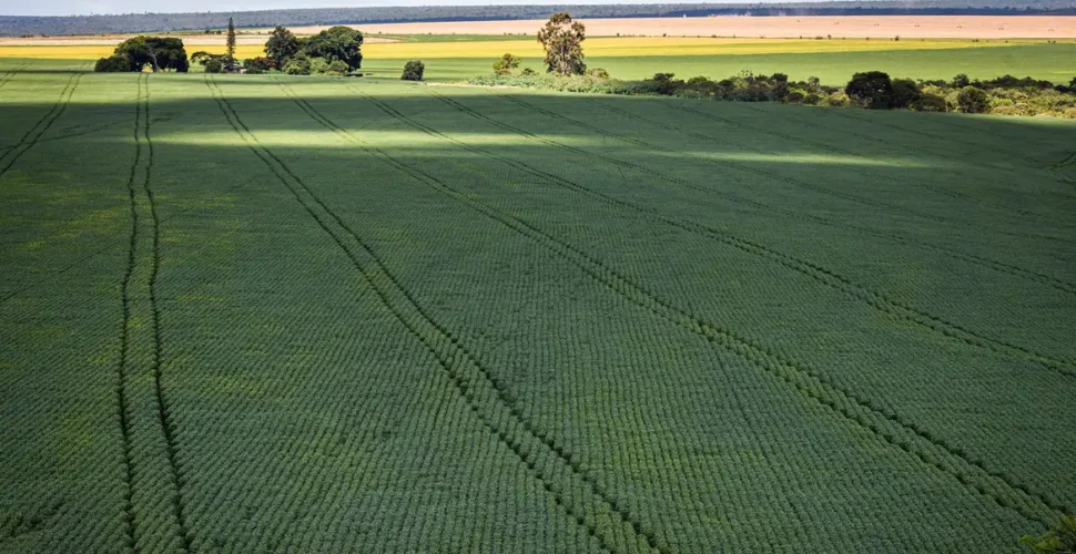 Em menos de quatro décadas, área destinada à soja cresce nove vezes