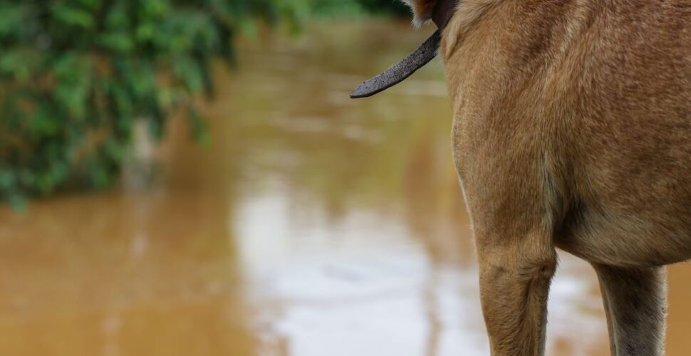 Dezembro Verde: Estado lança campanha para conscientizar população sobre a guarda responsável dos animais