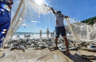 Governo federal pode limitar a pesca da tainha em Santa Catarina