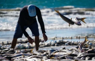 Secretário de Estado rebate proposta de cota para pesca da tainha: “autoritários e discriminatórios”