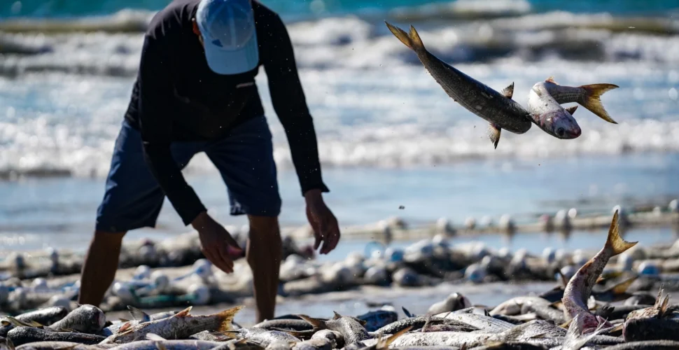 Secretário de Estado rebate proposta de cota para pesca da tainha: “autoritários e discriminatórios”