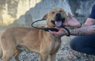 Cachorro resgatado com ferimento no pescoço precisa de ajuda para tratamento e adoção