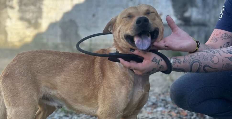 Cachorro resgatado com ferimento no pescoço precisa de ajuda para tratamento e adoção