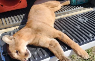 Onça-parda morre atropelada em rodovia de Lages, na Serra Catarinense