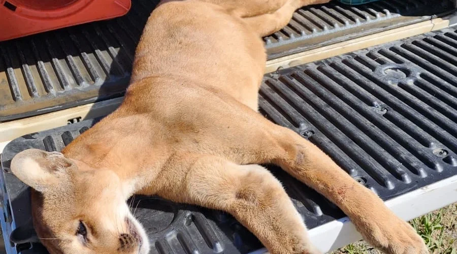Onça-parda morre atropelada em rodovia de Lages, na Serra Catarinense