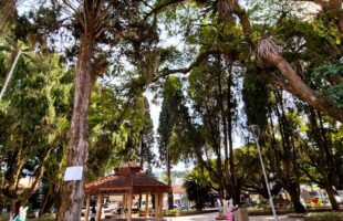 Praça Anita Garibaldi passará por revitalização e renovação de arborização em Urussanga