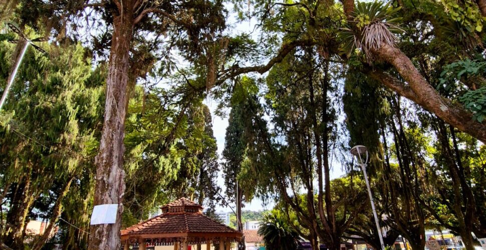 Praça Anita Garibaldi passará por revitalização e renovação de arborização em Urussanga