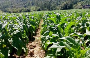Comissão delibera audiência pública para debater classificação do tabaco em Santa Catarina