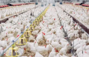 Brasil registra primeiro foco de gripe aviária em granja comercial, no RS