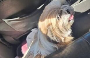 Polícia Militar recupera cão furtado e prende mulher em Sombrio